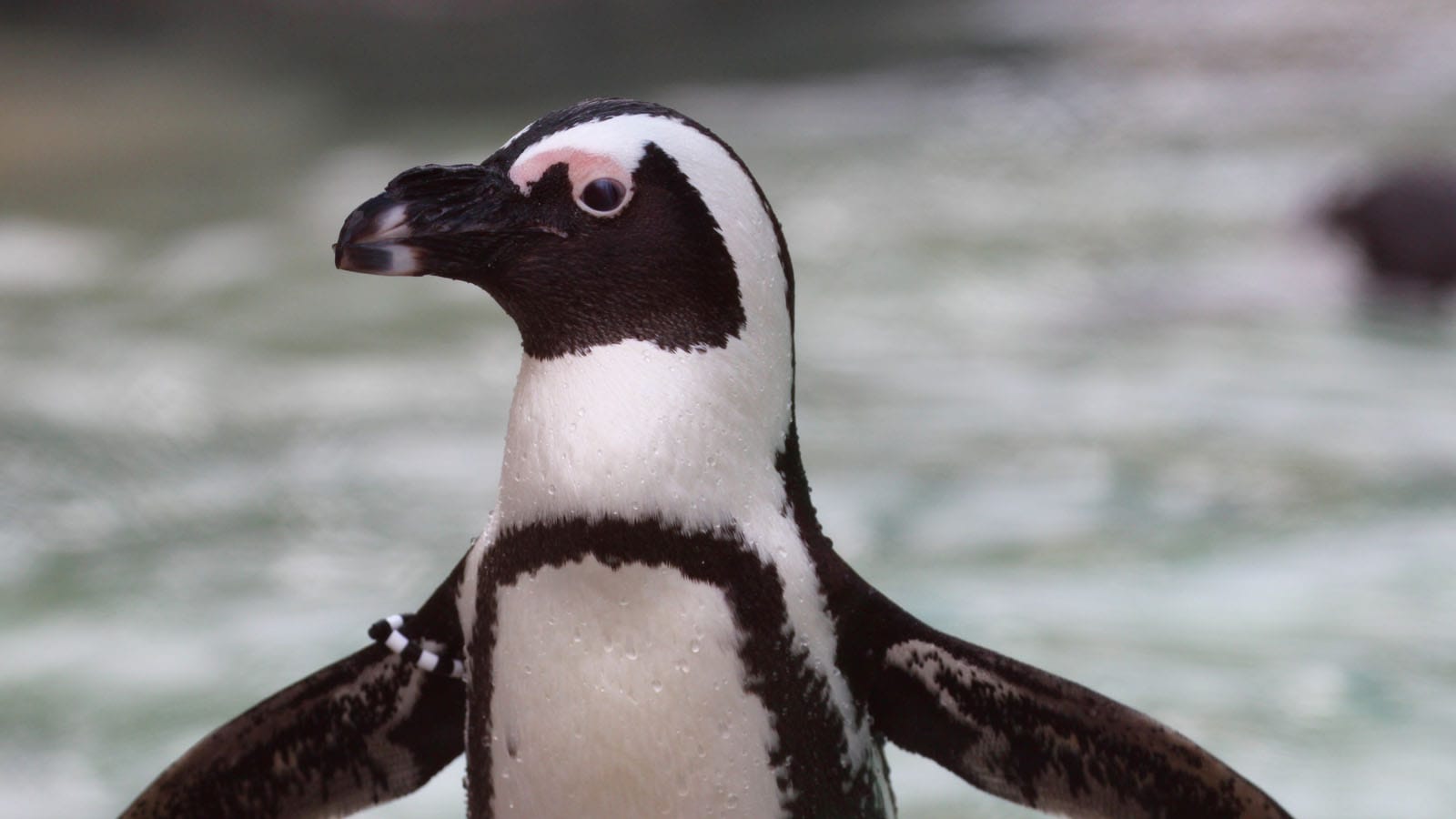 south-african-penguin-conservation-tulsa-zoo