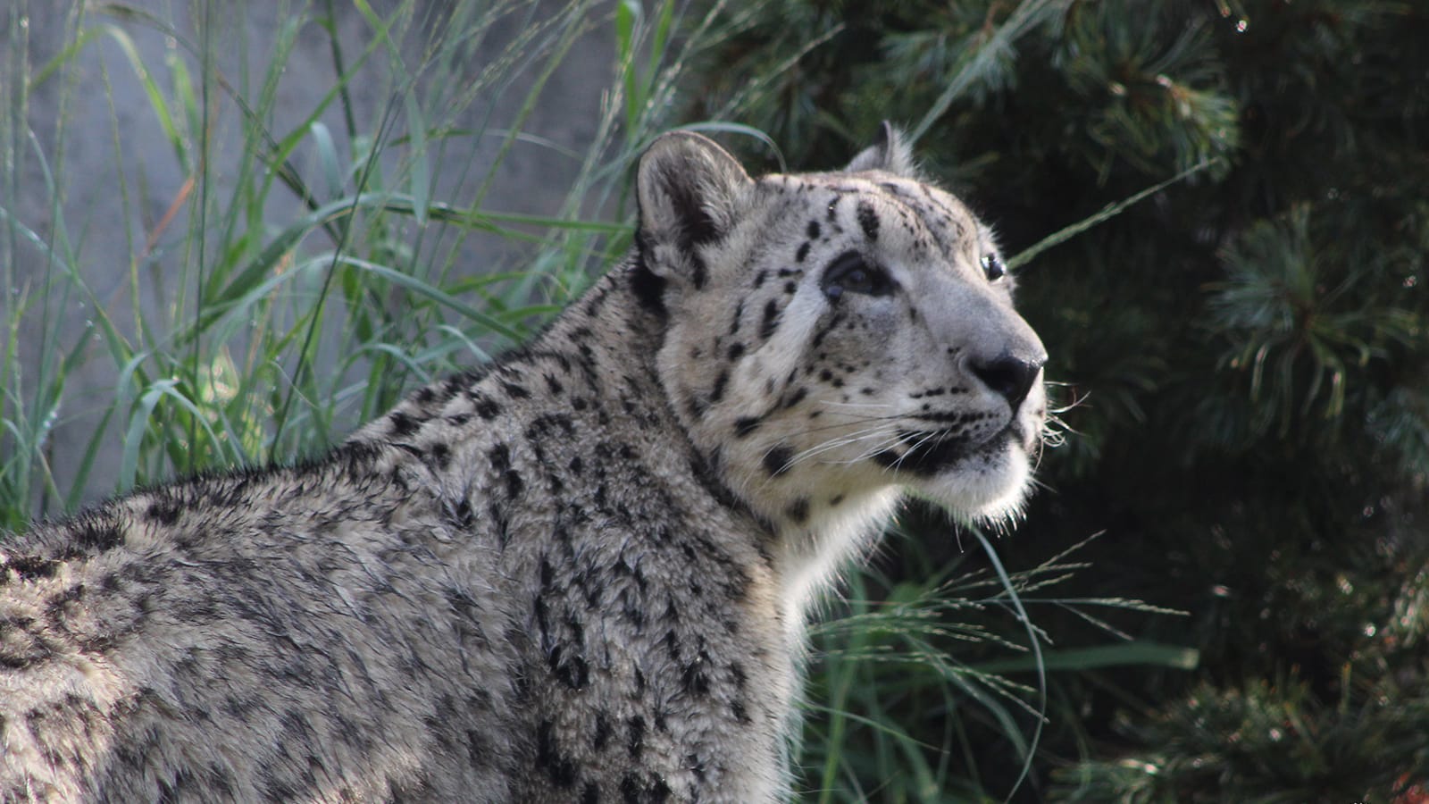 Snow Leopard | Tulsa Zoo