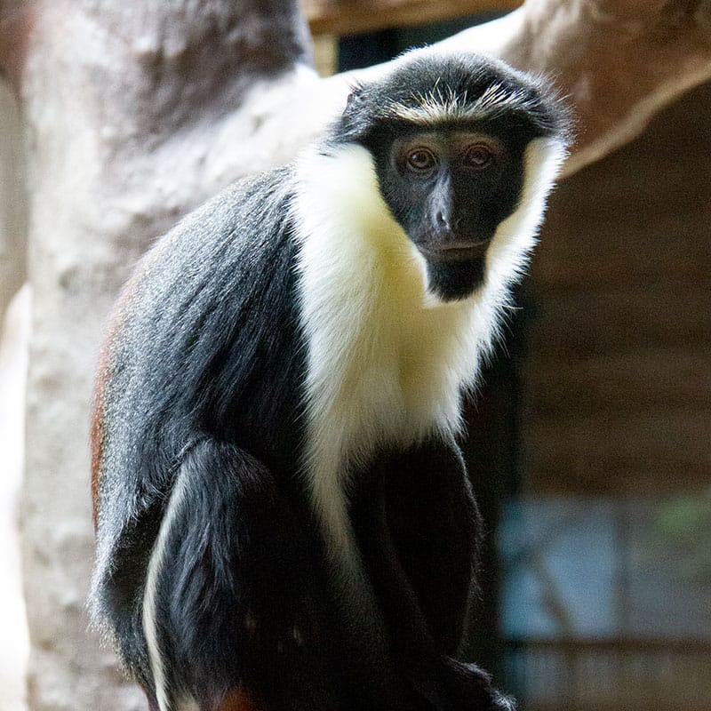 Diana Monkey | Tulsa Zoo