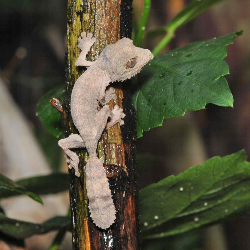 Henkel’s Leaf-Tailed Gecko | Tulsa Zoo