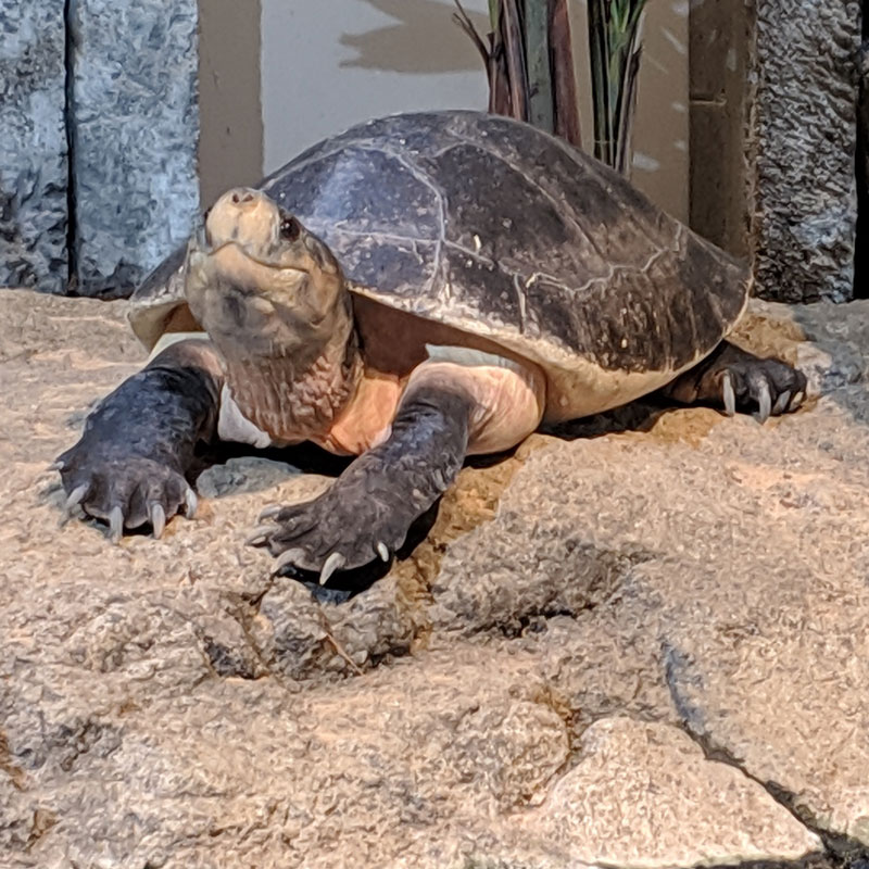 Malaysian Giant Turtle | Tulsa Zoo