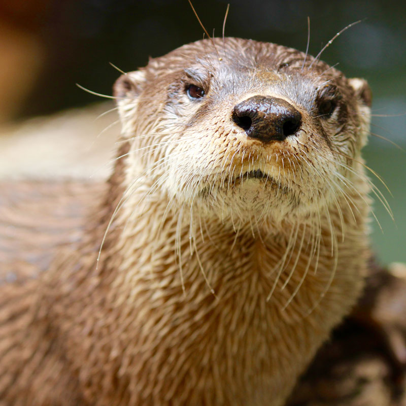 List 92+ Pictures show me a picture of a river otter Updated