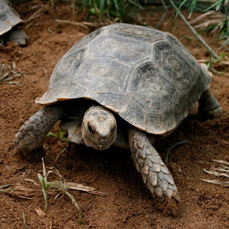 Burmese Brown Tortoise | Tulsa Zoo