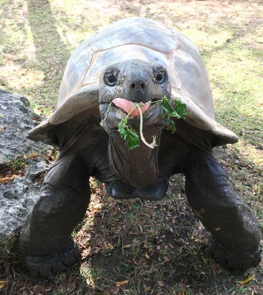 Aldabra Tortoise | Tulsa Zoo