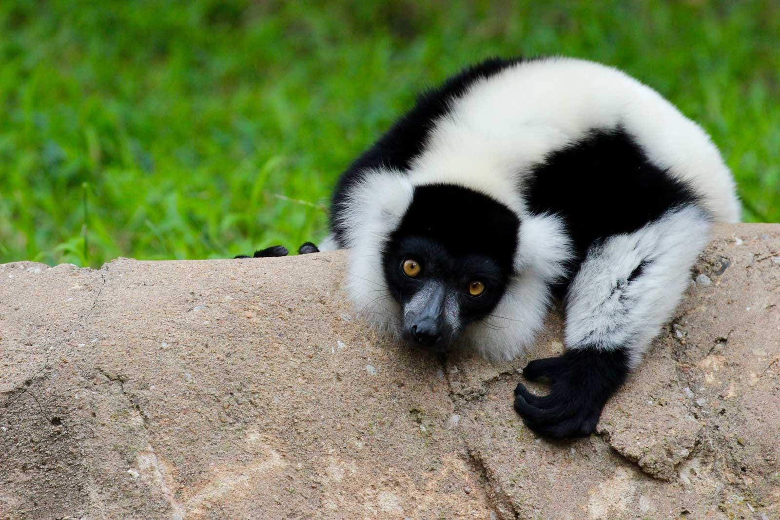 Black & White Ruffed Lemur