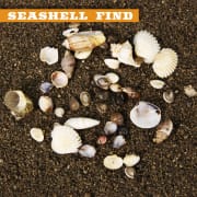 Seashell Find