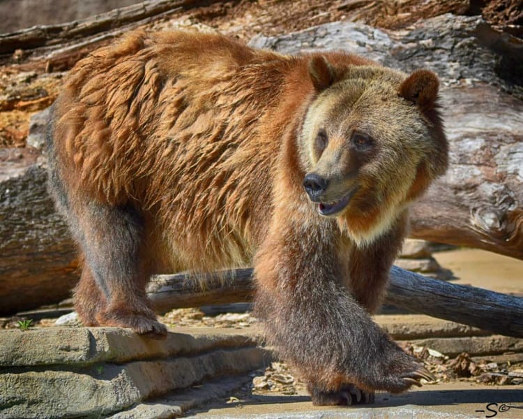 Grizzly Bear | Tulsa Zoo