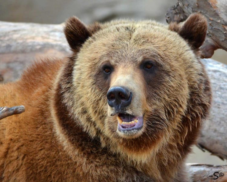 Akoiah Grizzly Bear