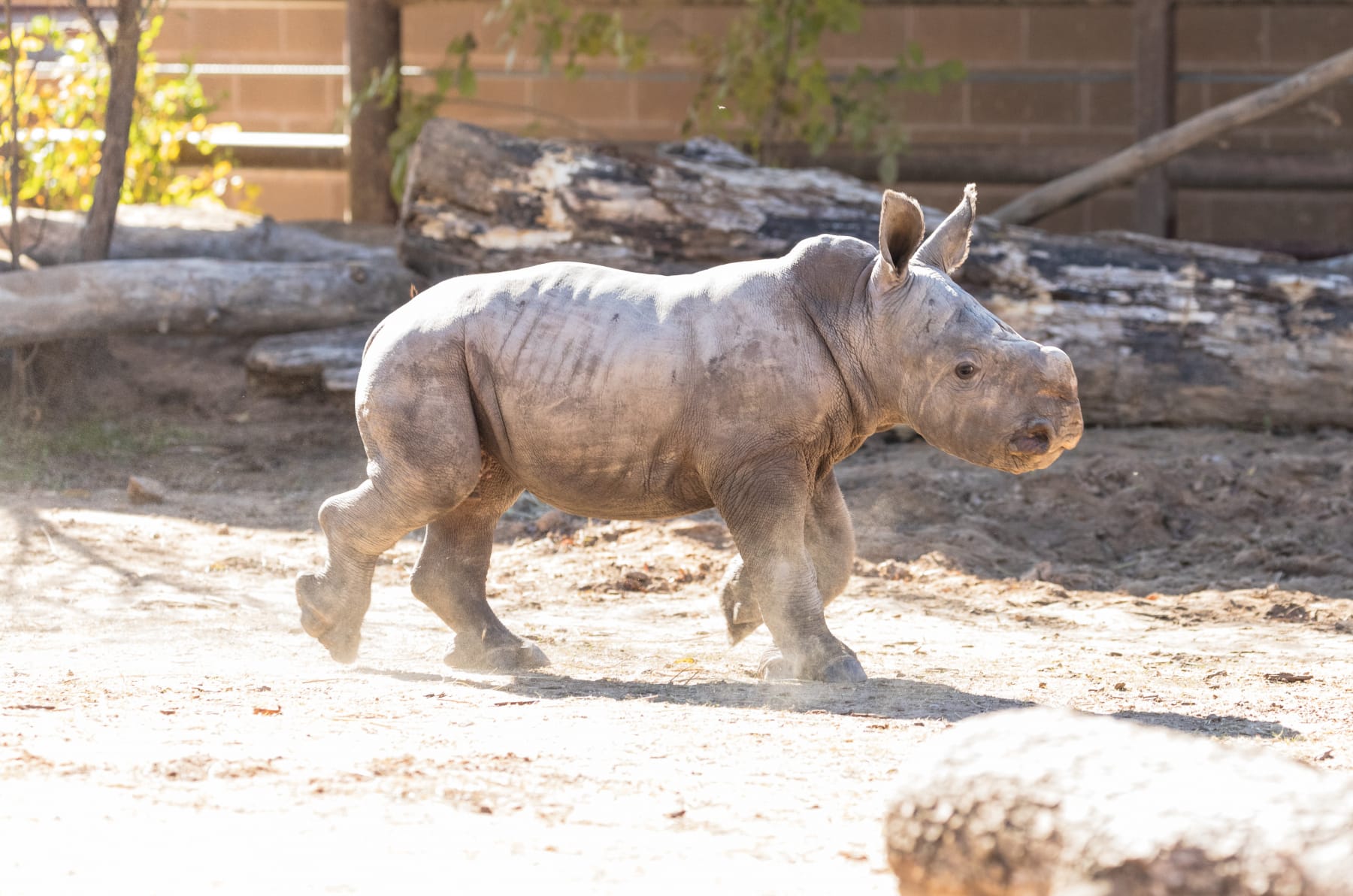 Rhino-Calf_0036