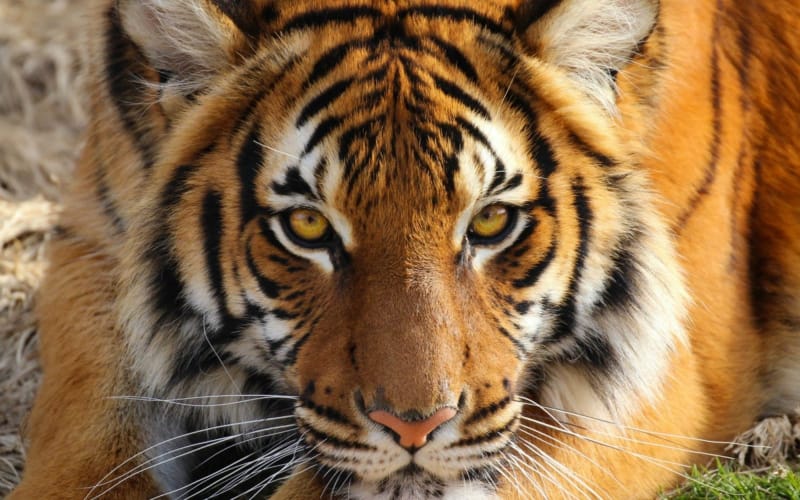 Malayan Tiger | Tulsa Zoo