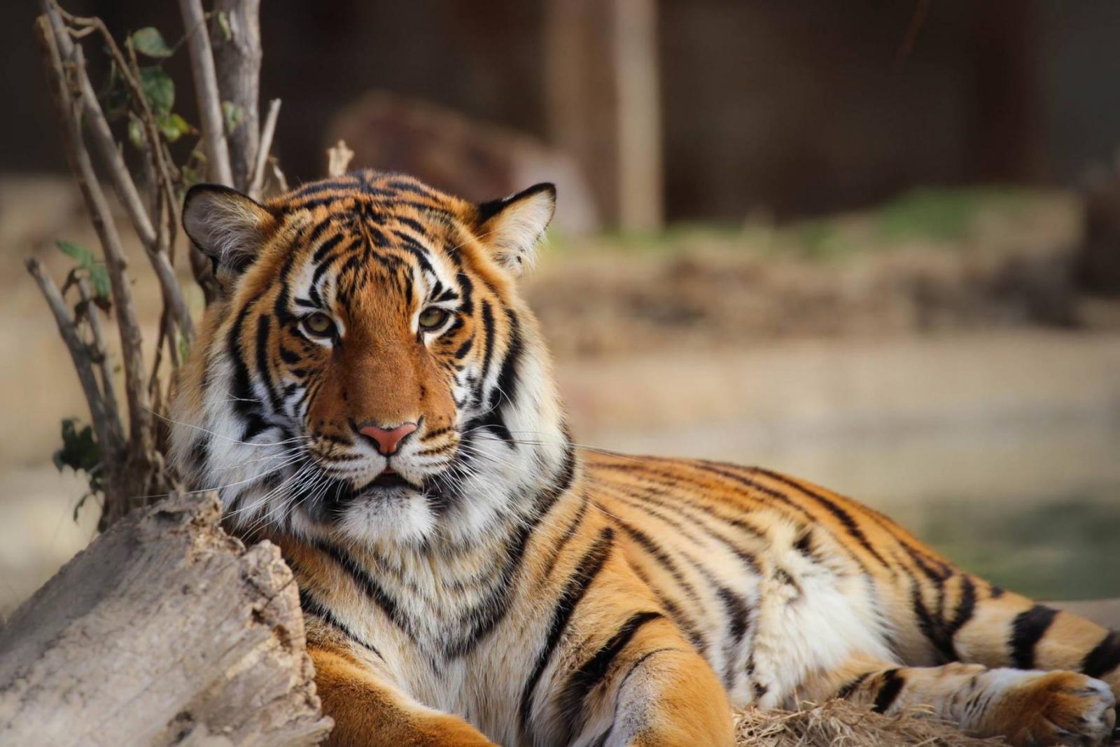 Malayan Tiger | Tulsa Zoo