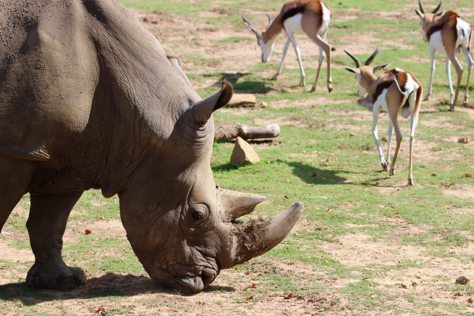 Mary K Chapman Rhino Reserve