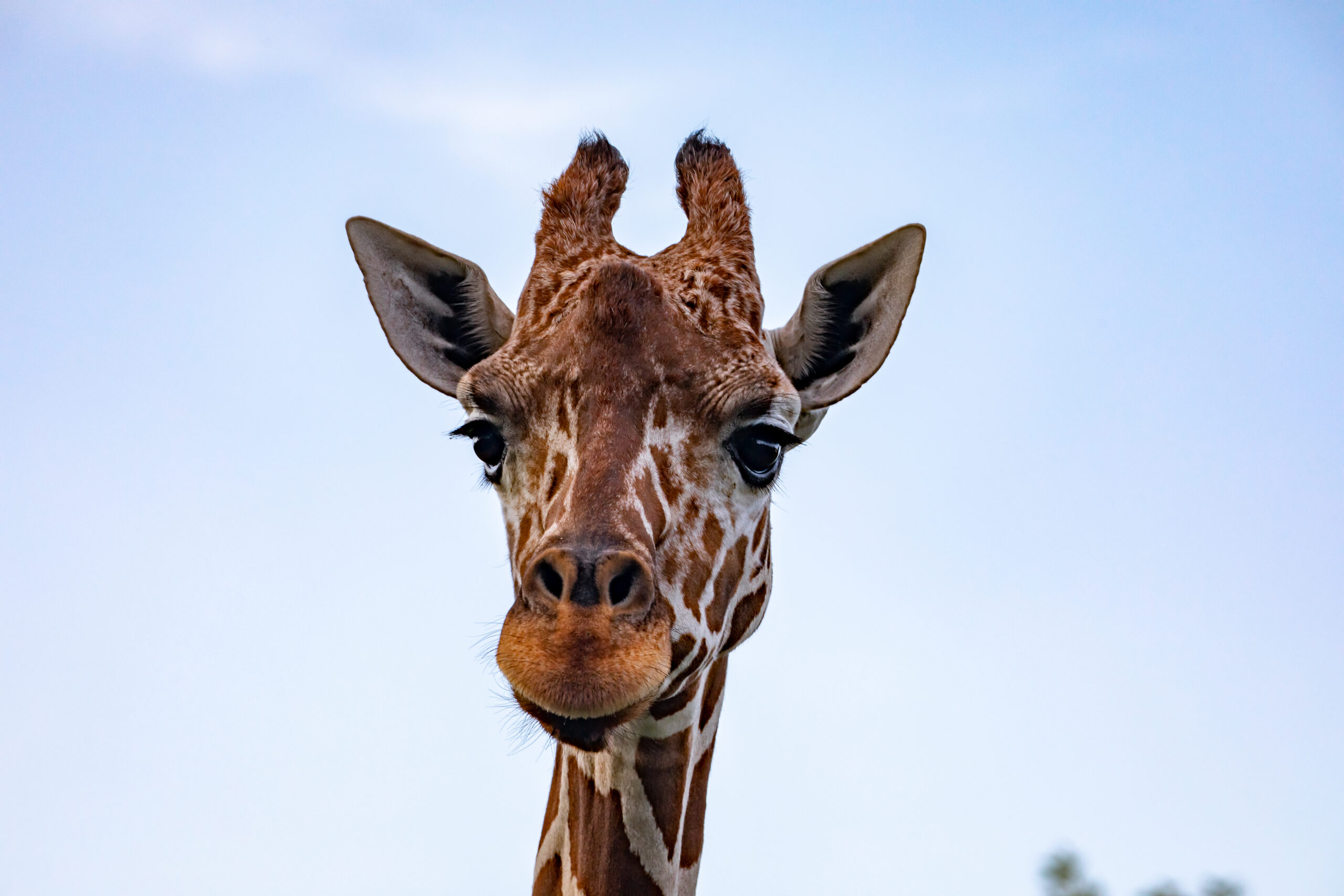 tallest giraffe ever recorded