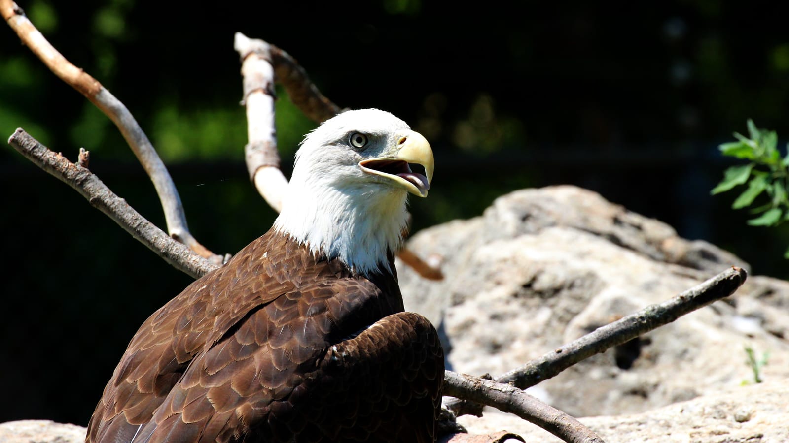 senior chat jungle eagle senior chat jungle eagle
