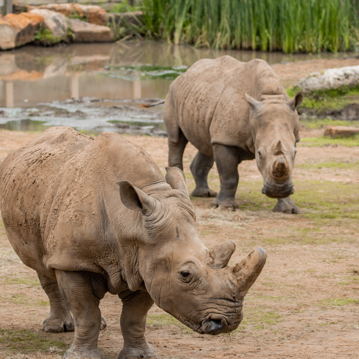 two rhinoceros together
