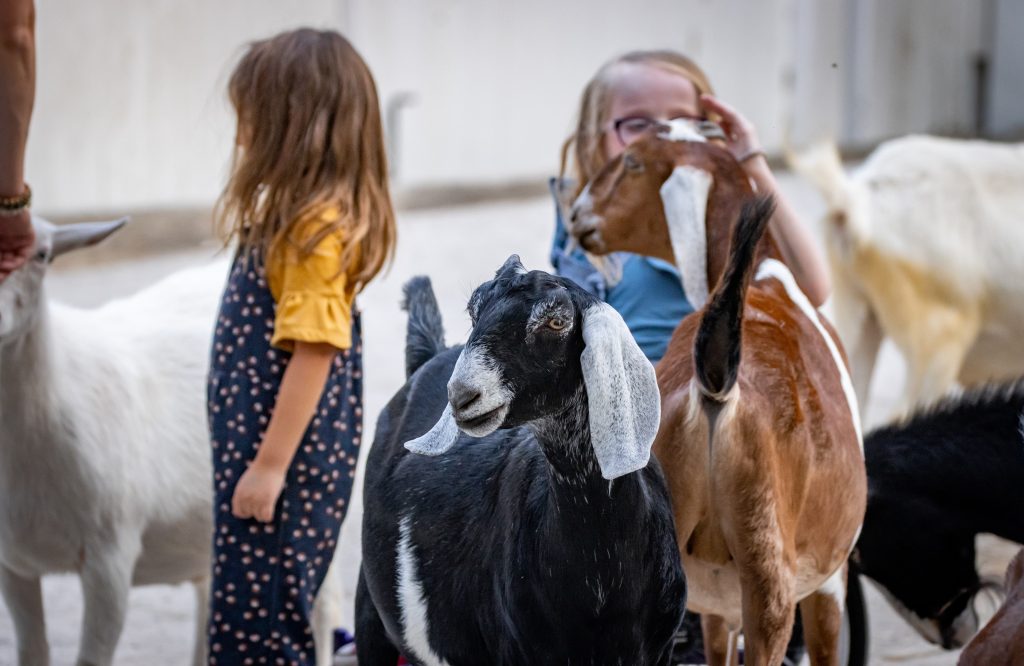 small children petting goats