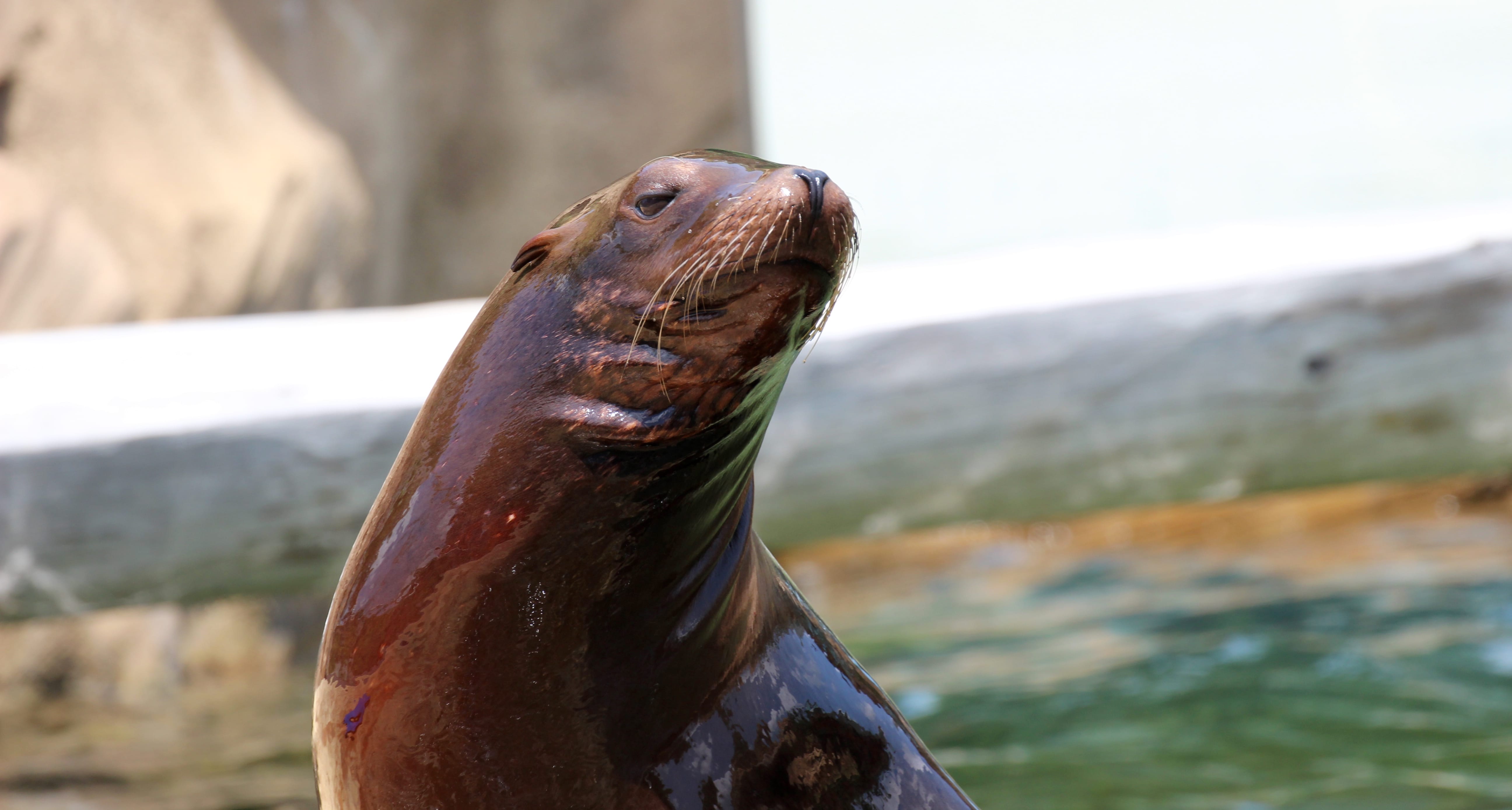 Tulsa Zoo California Sea Lion