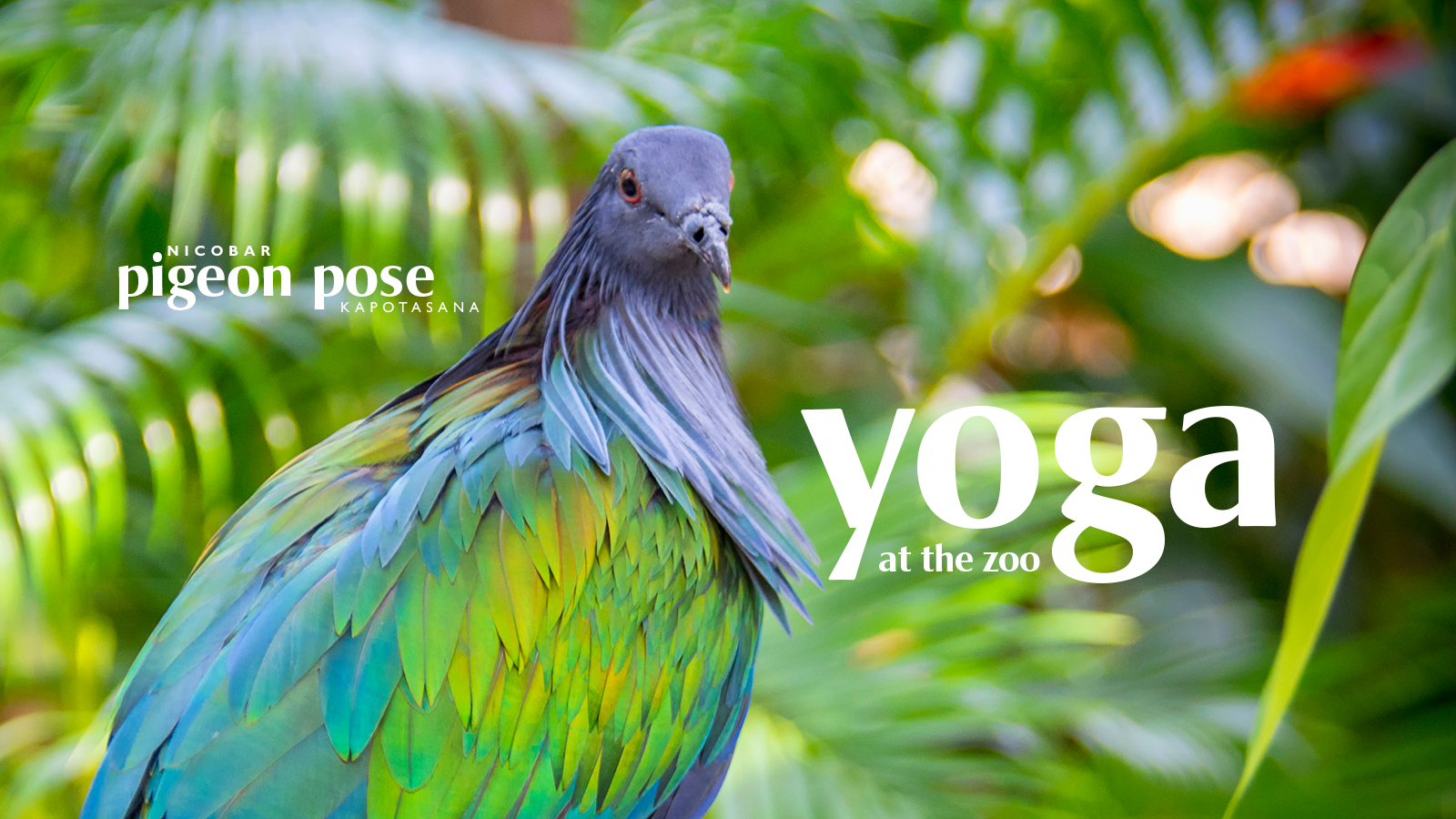 Yoga at the Tulsa Zoo | Tulsa Zoo