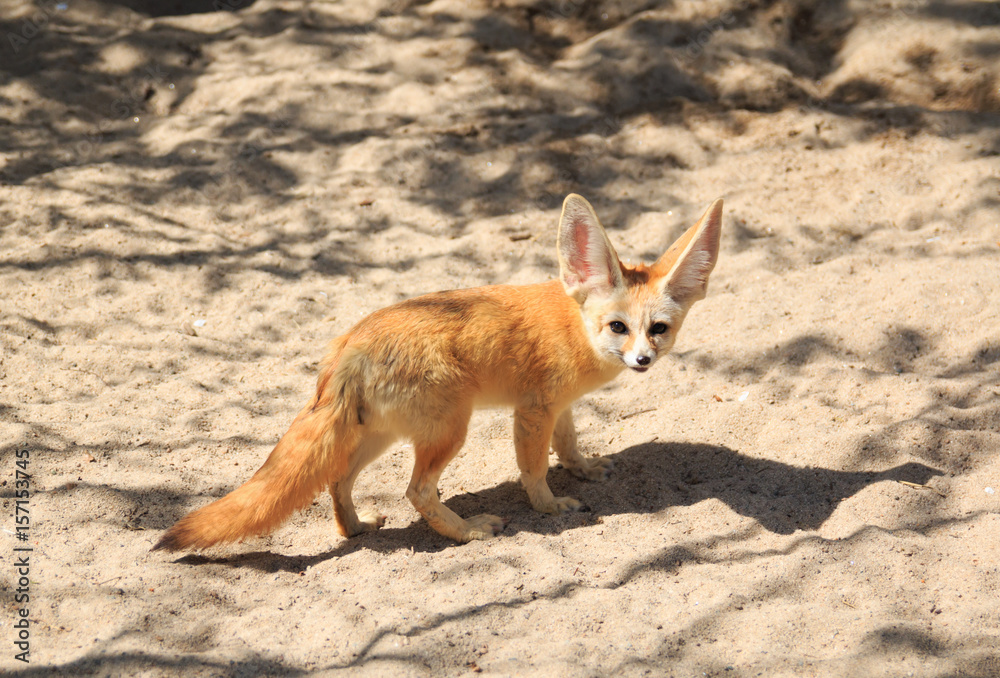 Life in the Desert