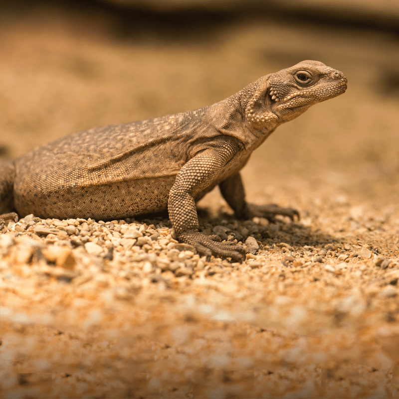 Common Chuckwalla | Tulsa Zoo