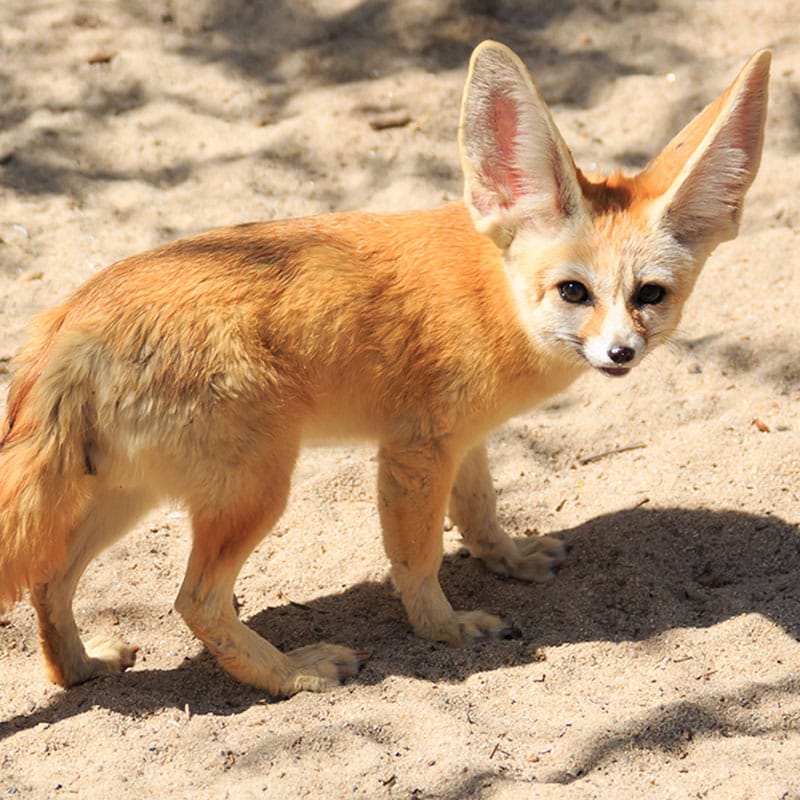 Fennec Fox Tulsa Zoo