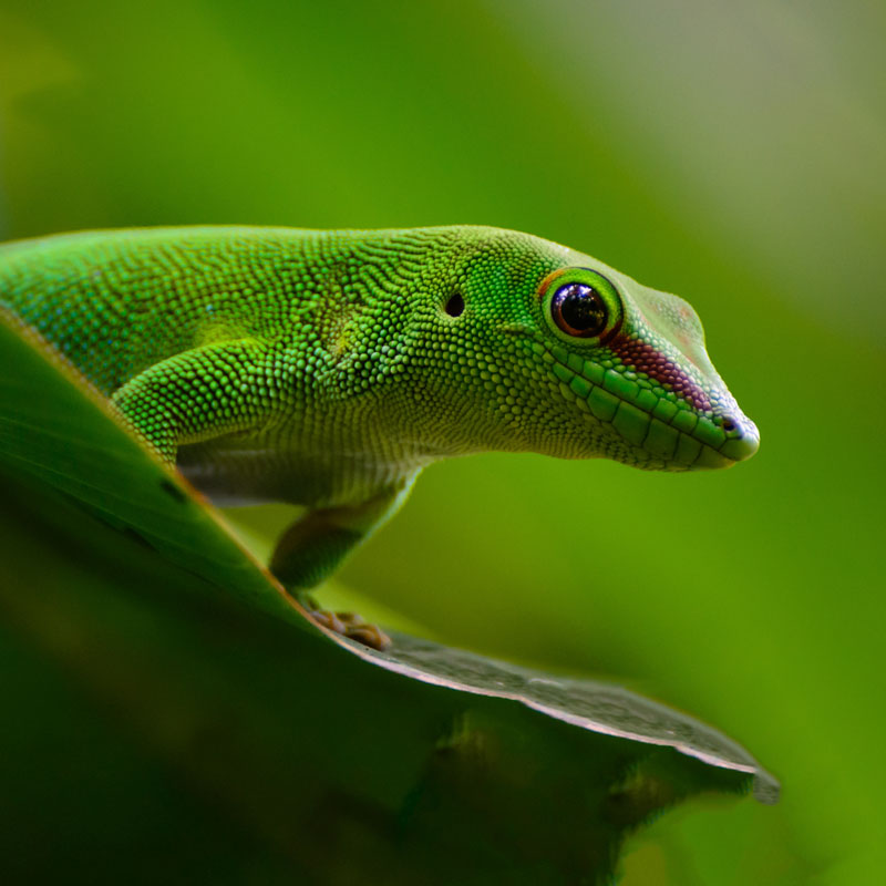 Giant Day Gecko | Tulsa Zoo