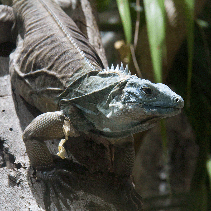 Grand Cayman Iguana | Tulsa Zoo