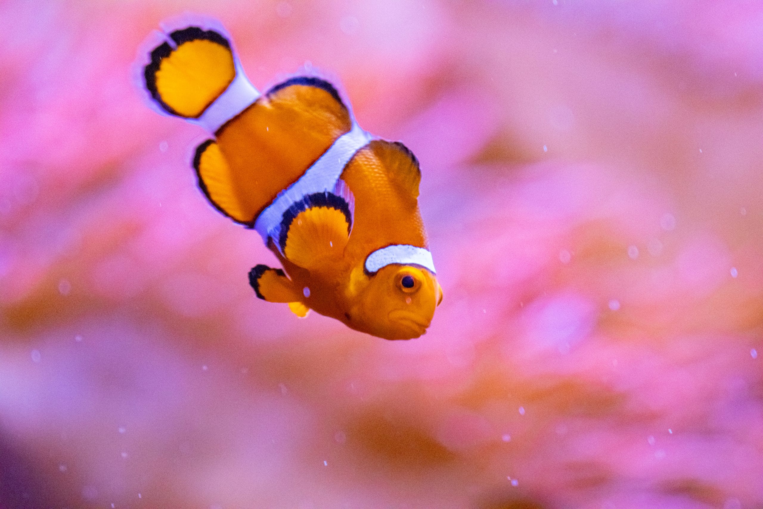 Peacock Clownfish | Tulsa Zoo