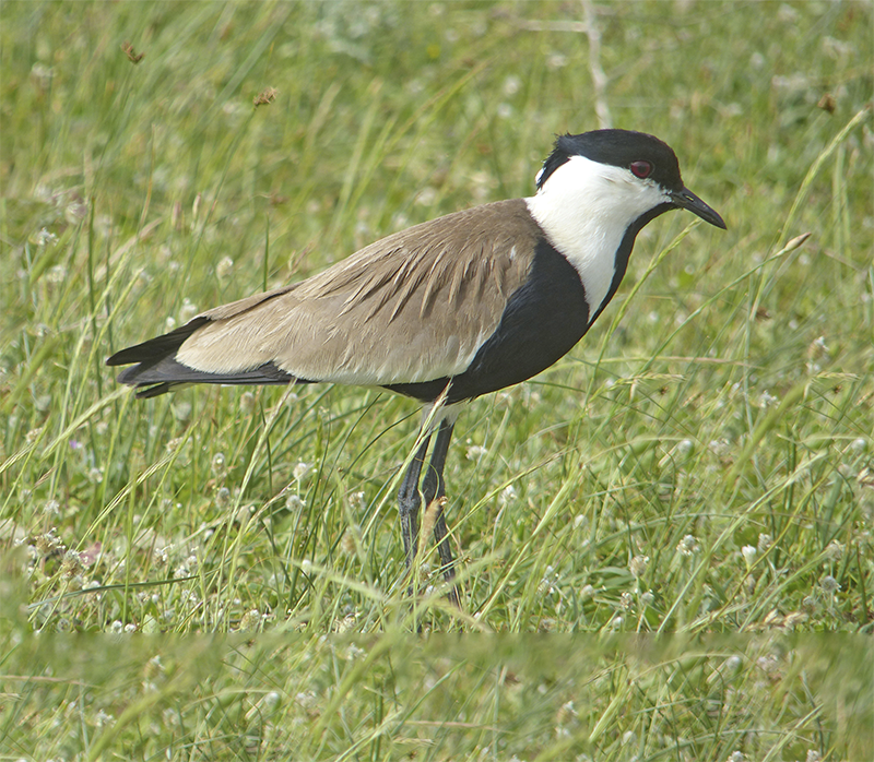 Tulsa Zoo Spur-Winged Lapwing