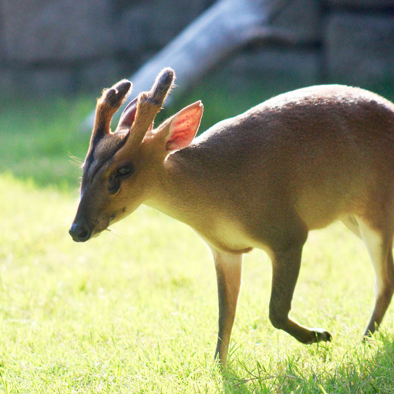 what-s-a-muntjac-zooborns