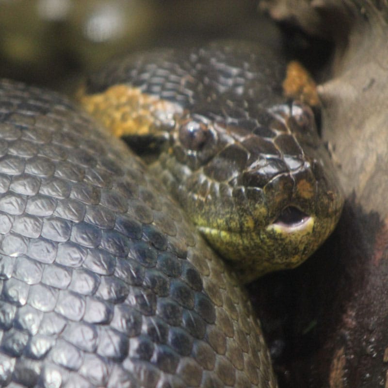 Green Anaconda Tulsa Zoo