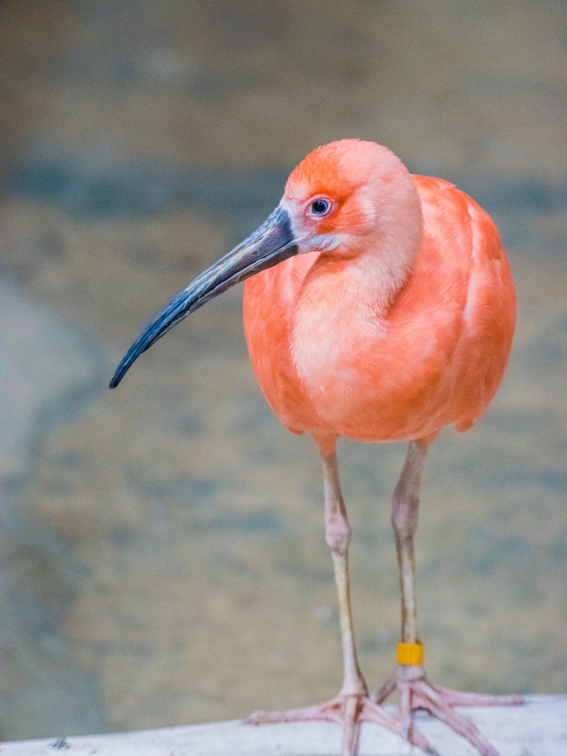 scarlet-ibis-tulsa-zoo