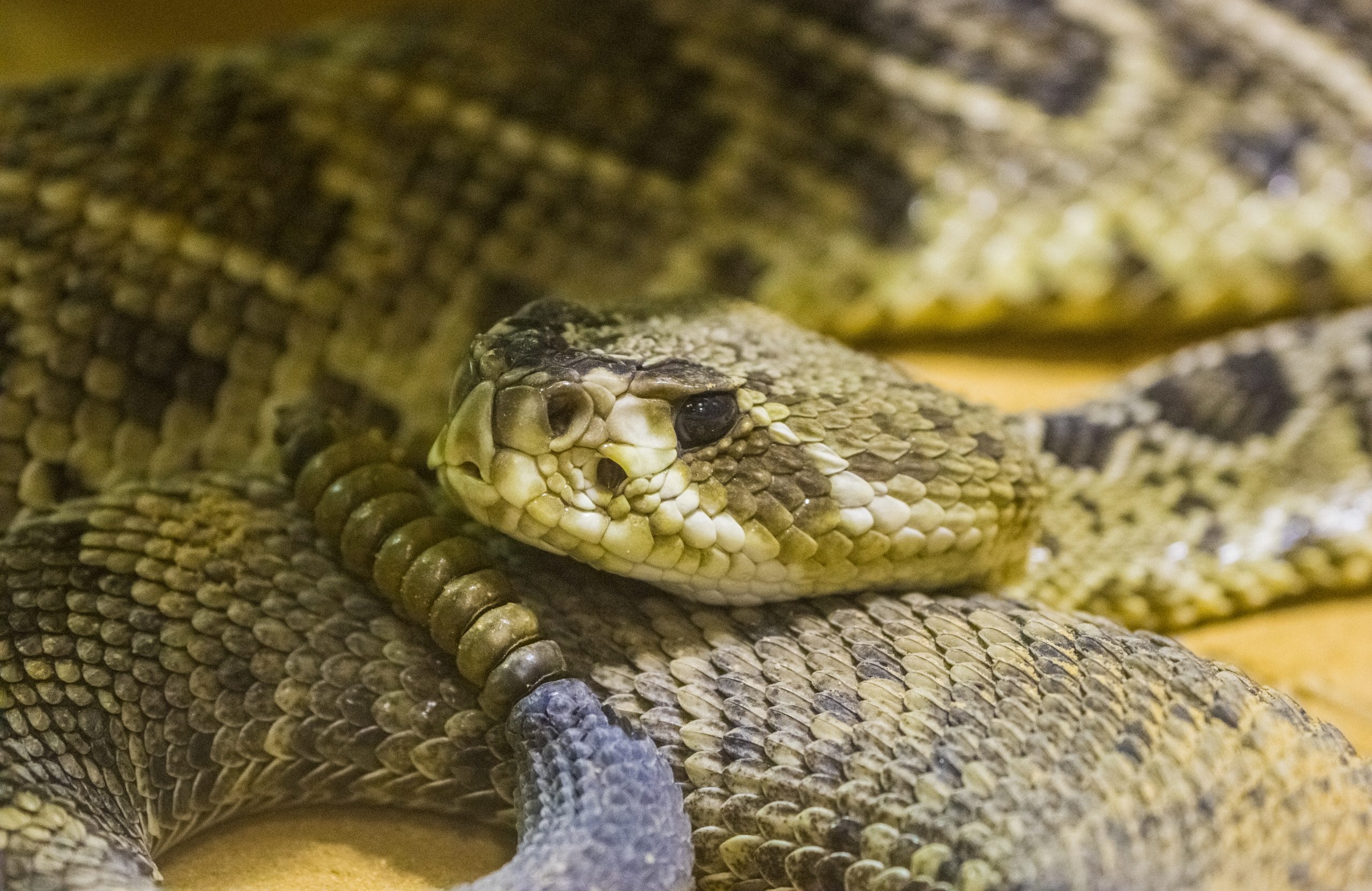 Eastern Diamondback Rattlesnake | Tulsa Zoo