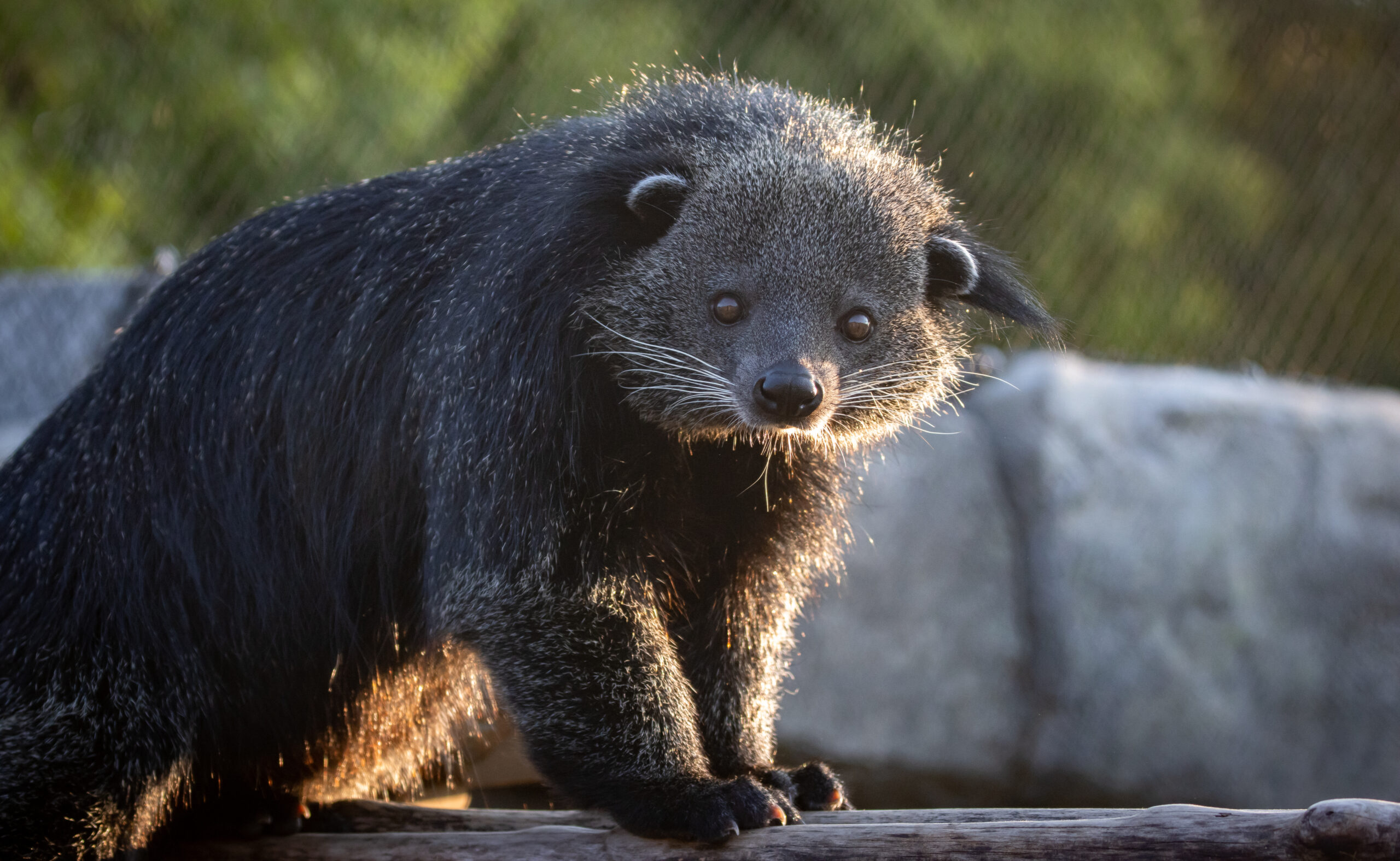 Binturongs Tulsa Zoo