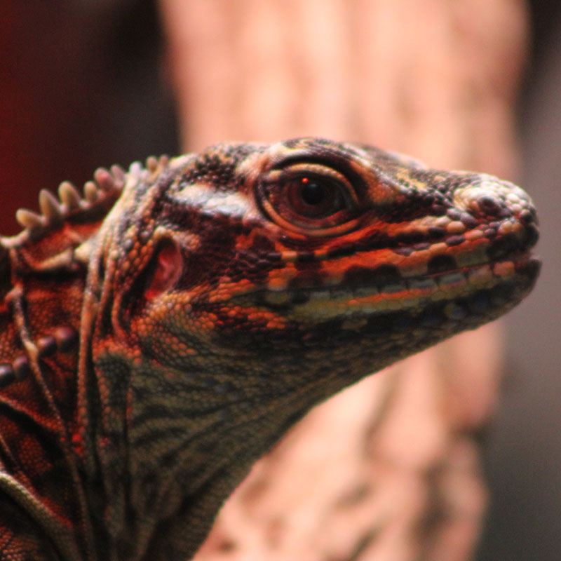 Philippine Sailfin Lizard | Tulsa Zoo