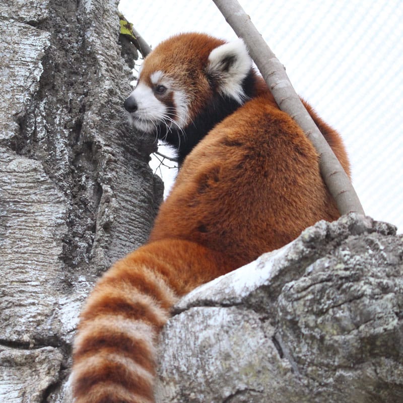 Red Panda | Tulsa Zoo