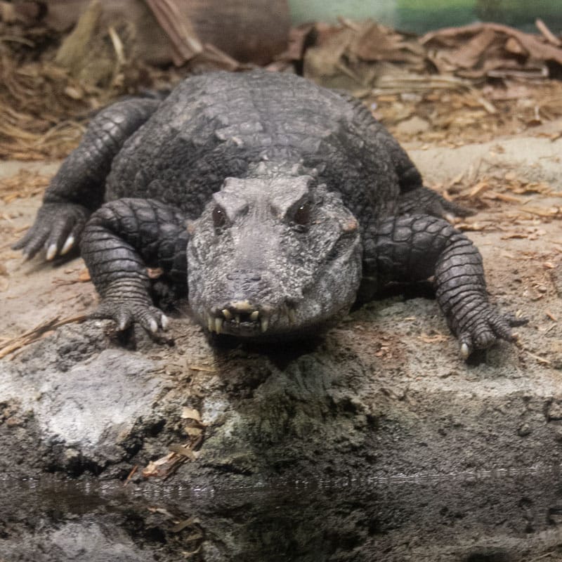 Smooth-Fronted Dwarf Caiman | Tulsa Zoo