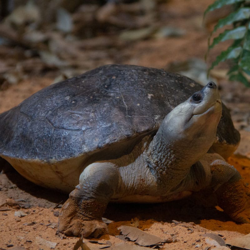 Southern River Terrapin | Tulsa Zoo