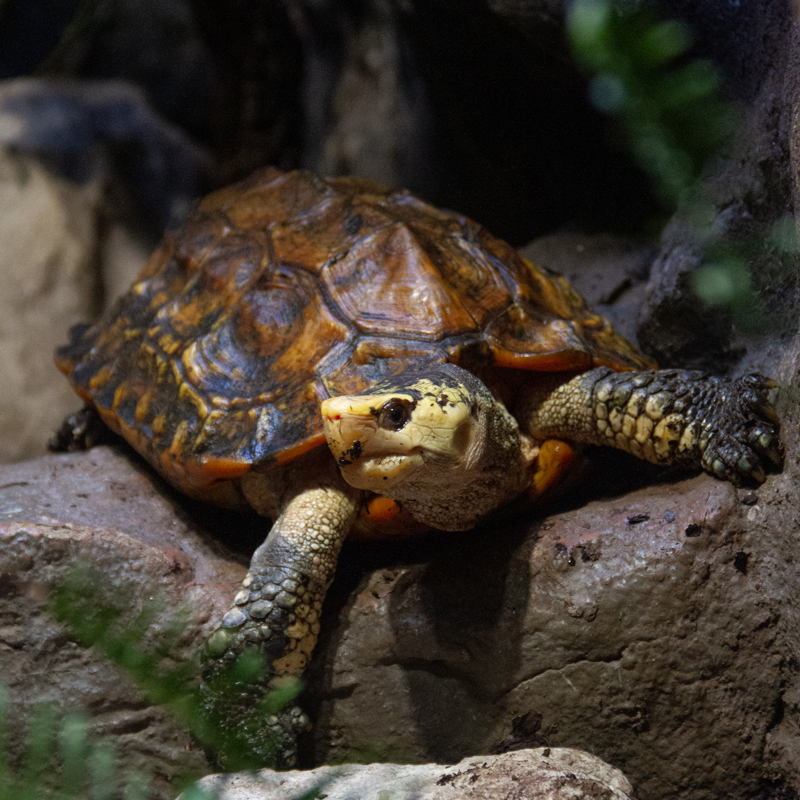 Sulawesi Forest Turtle | Tulsa Zoo