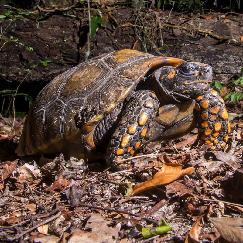 Yellow-Footed Tortoise | Tulsa Zoo