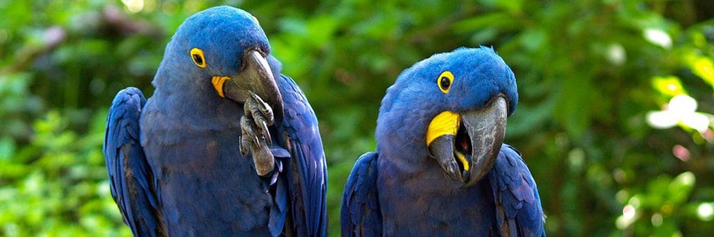Pair of Hyacinth Macaw