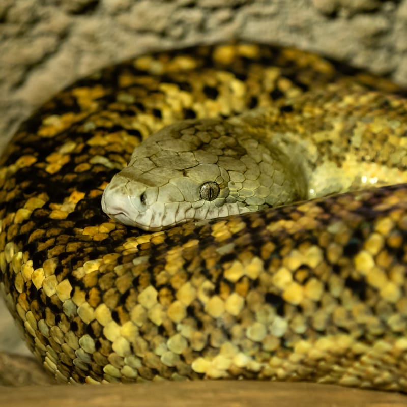 Tulsa Zoo Jamaican Boa