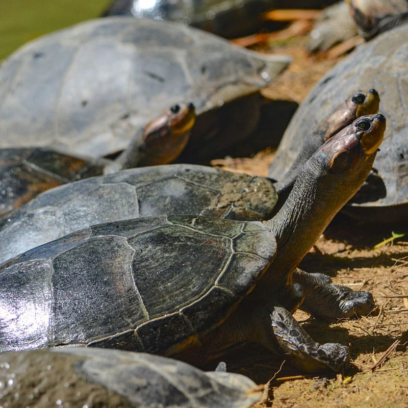 Arrau Giant South American River Turtle | Tulsa Zoo