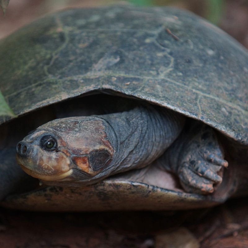 Yellow-Spotted Amazon River Turtle | Tulsa Zoo