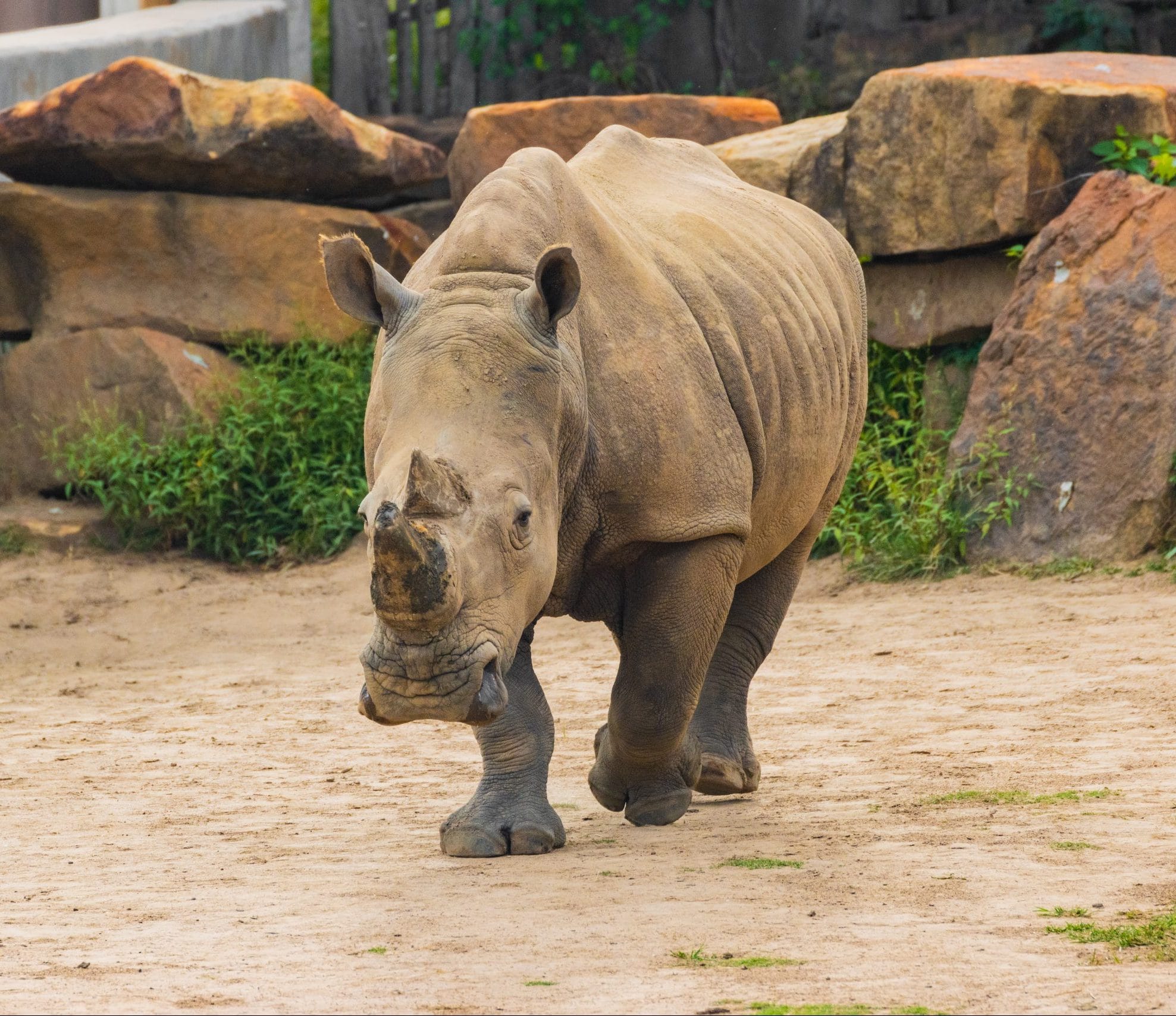 White Rhino Pregnancy | Tulsa Zoo