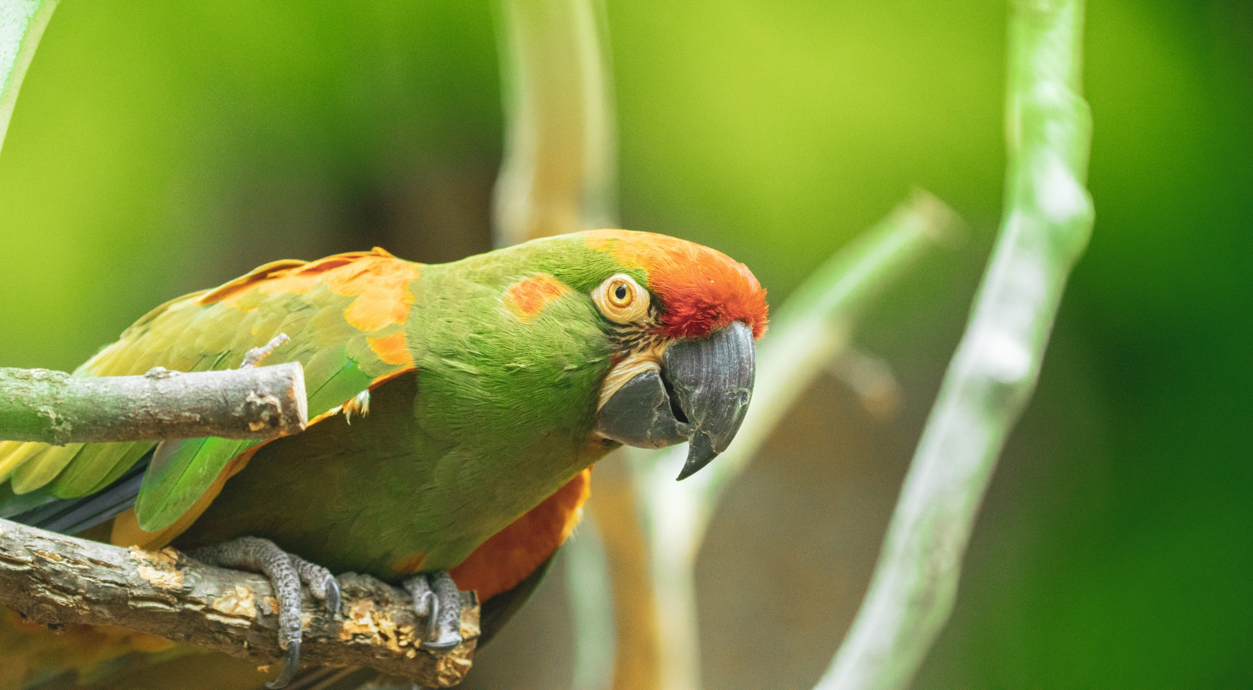 Macaw Keeper Chat | Tulsa Zoo