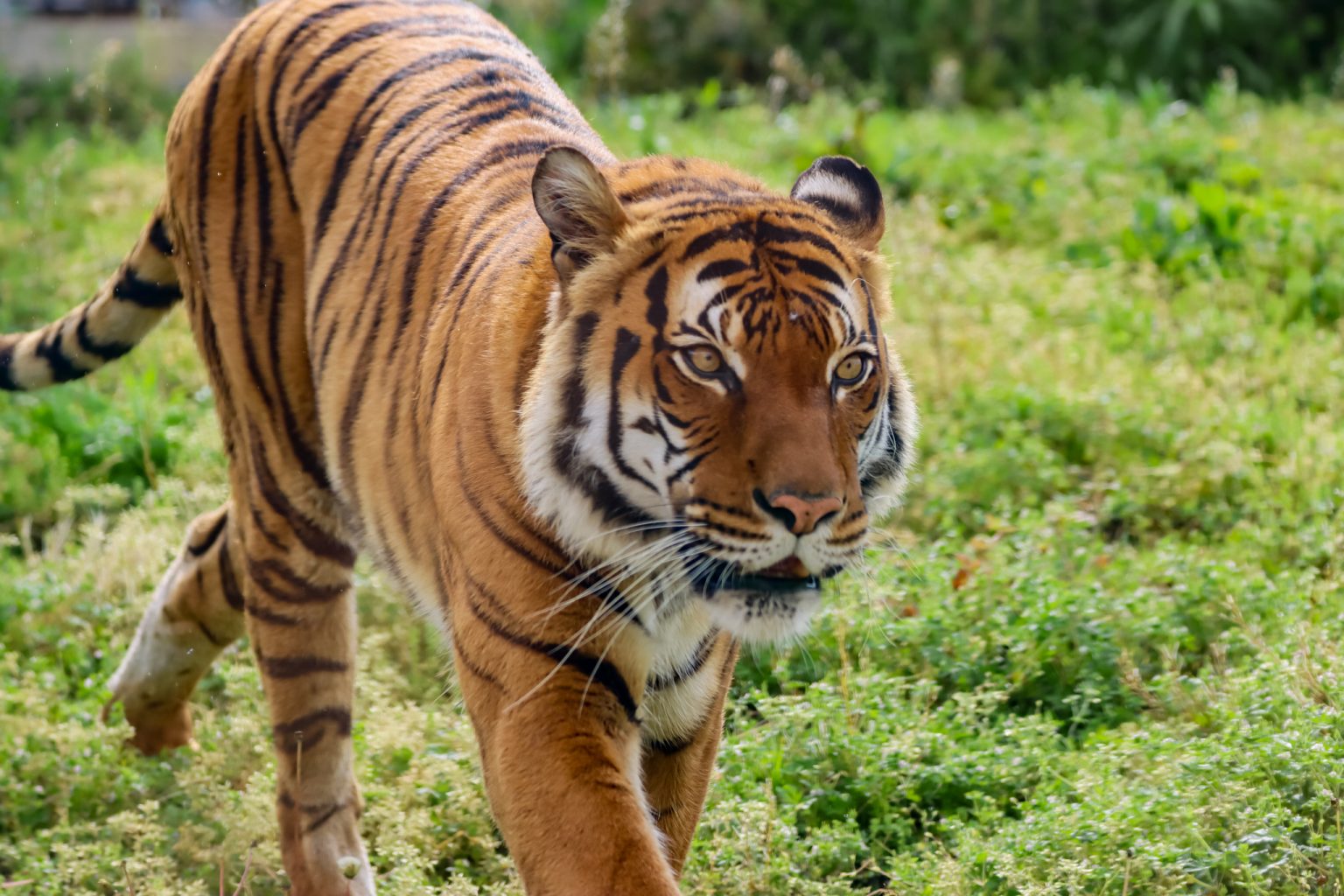 Administering COVID-19 Vaccine to Susceptible Animals | Tulsa Zoo