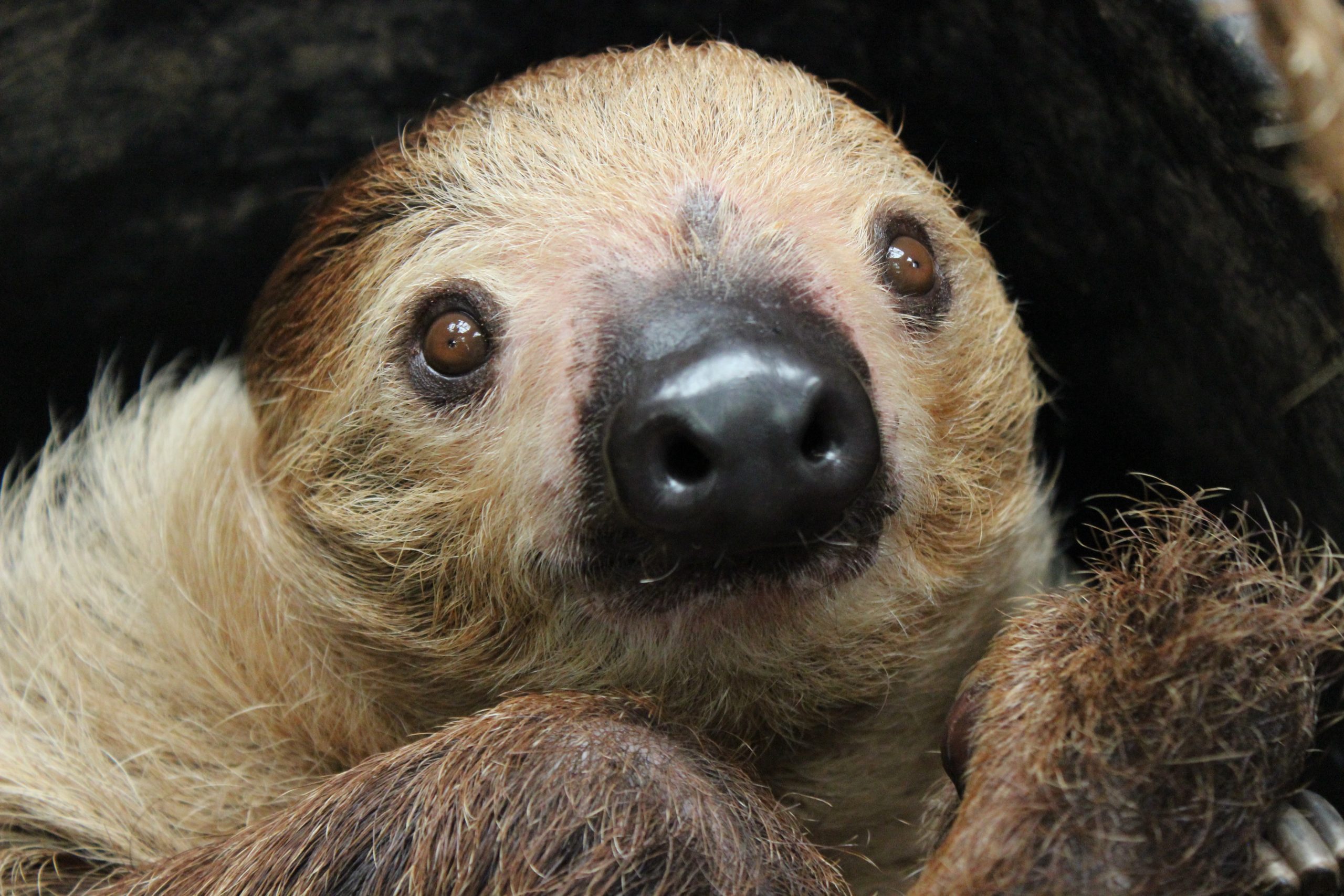 Sloth Keeper Chat | Tulsa Zoo