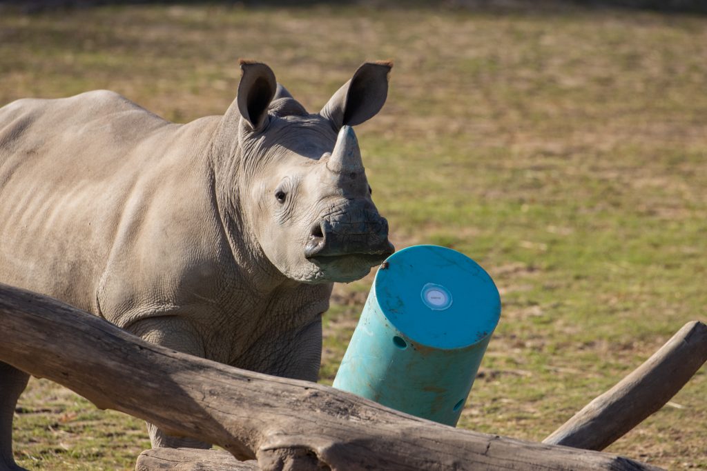 a small rhinoceros