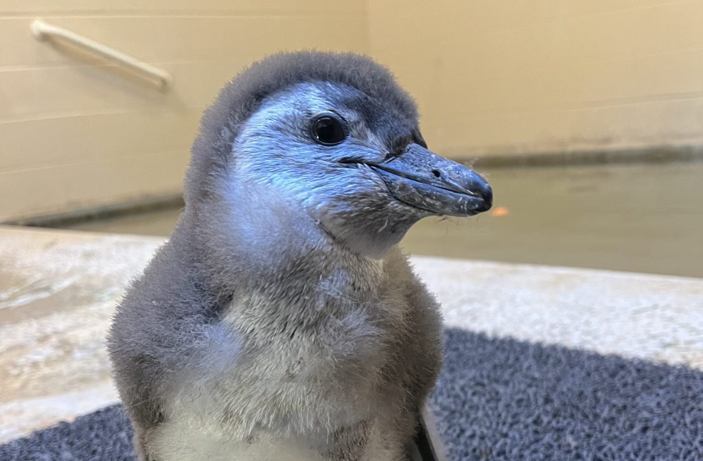 a baby penguin